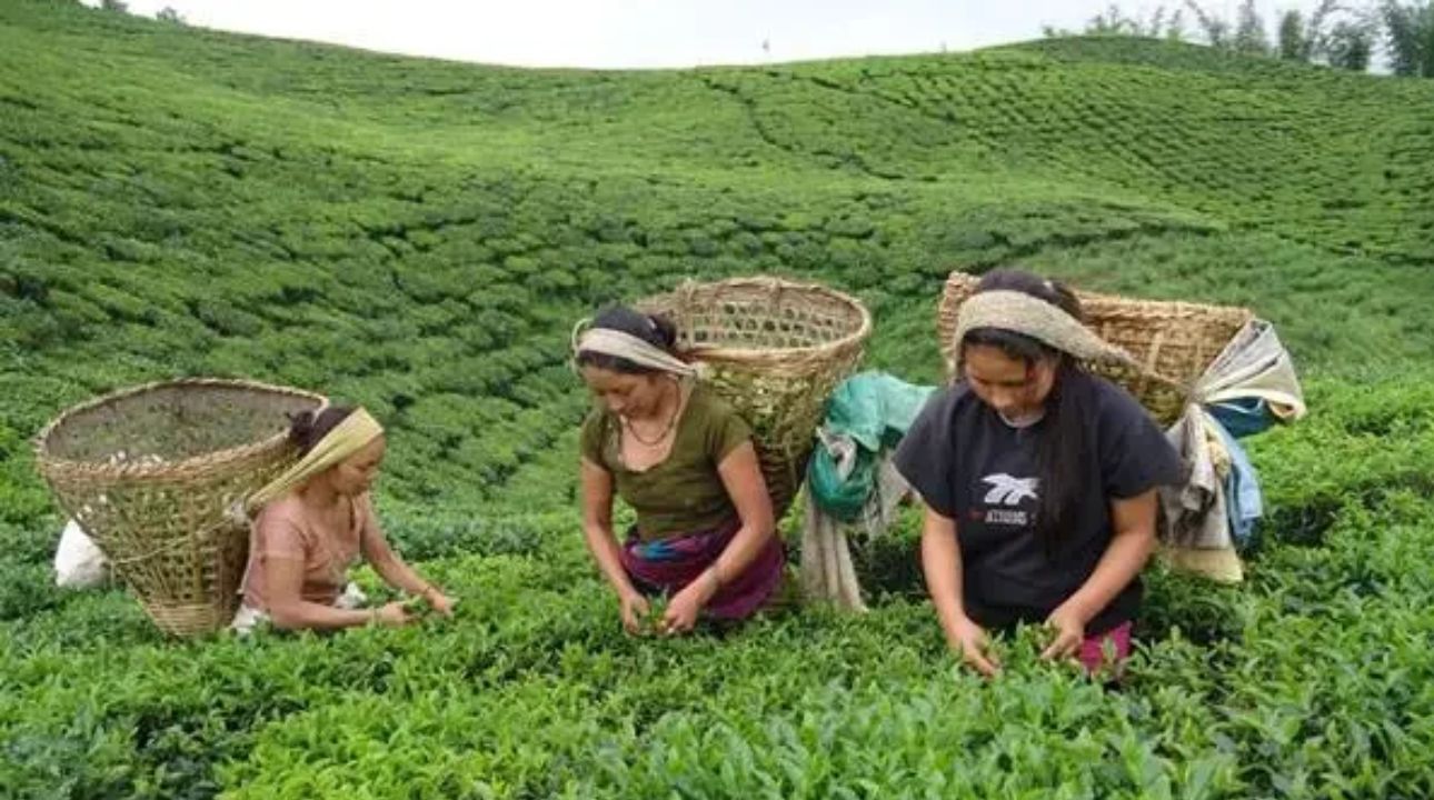 भारतले नेपालबाट जाने चियाको गुणस्तरमा प्रश्न उठाएपछि नेपाली चिया किसान चिन्तित