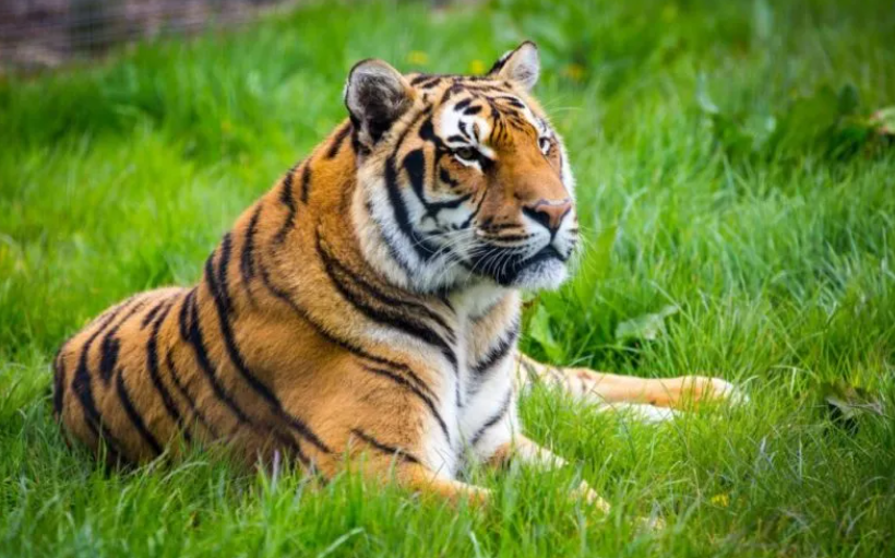 आज विश्व बाघ दिवस  नेपालमा वाघको सँख्या वढ्दै