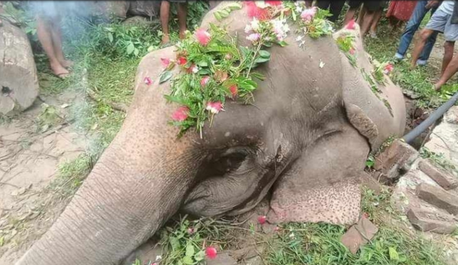 शौचालय निर्माणकर्ताको लापर्वाहिले हात्तीको मृत्यु