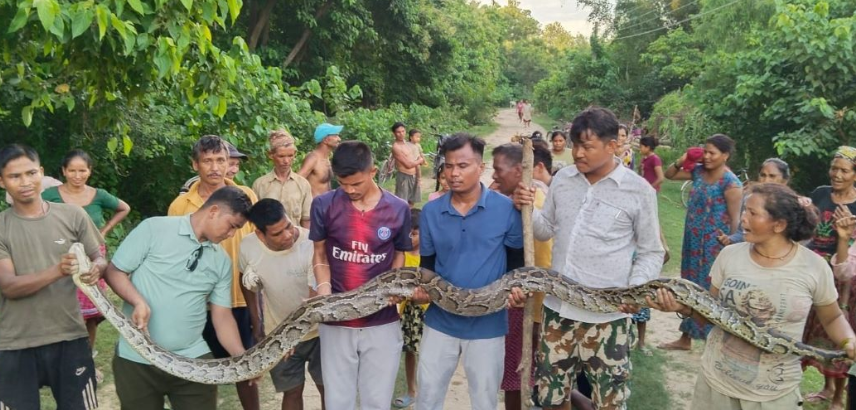 गाउँमाफेला परेको अजिङ्गर  सामुदायिक वनमा छाडियो