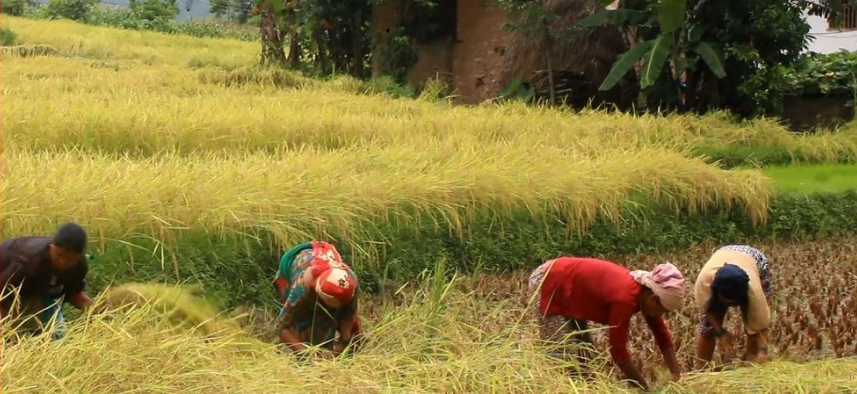 धानबाली नकाट्न किसानलाई आग्रह