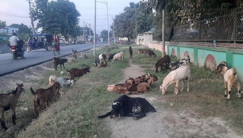 दशैमा सुदूरपश्चिम पहाडी भेगवाट  ल्याएका खसीवोकाको व्यापार नभएको  गुनासो