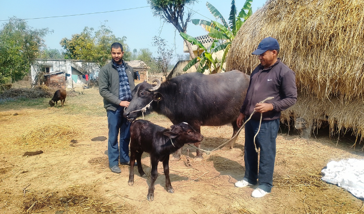 मुर्रा राँगाको वीर्य परीक्षण सफल