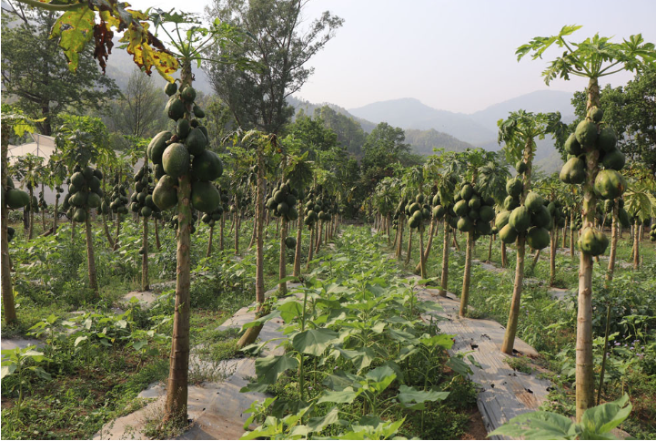 मेवाको बिरुवाको माग उच्च