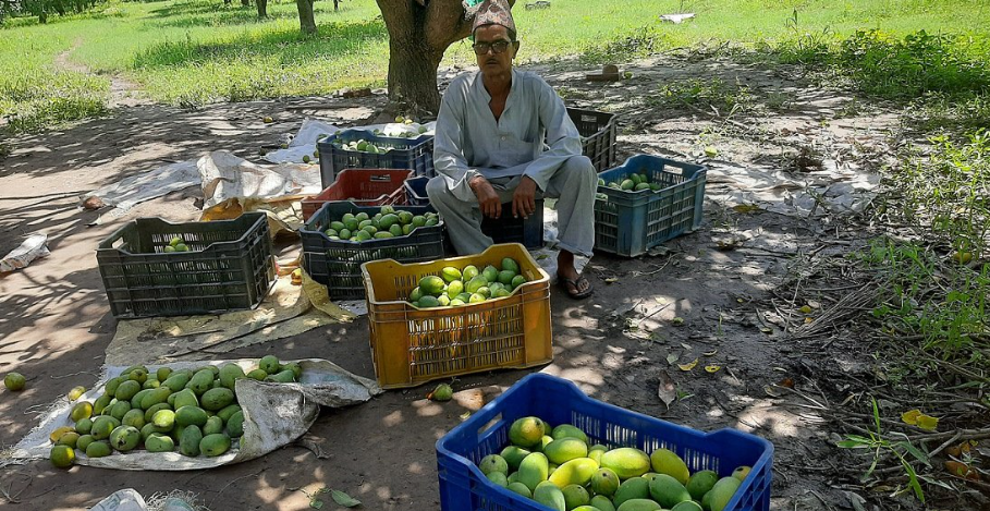 आँप बिक्रीबाट वार्षिक आठ लाख बचत