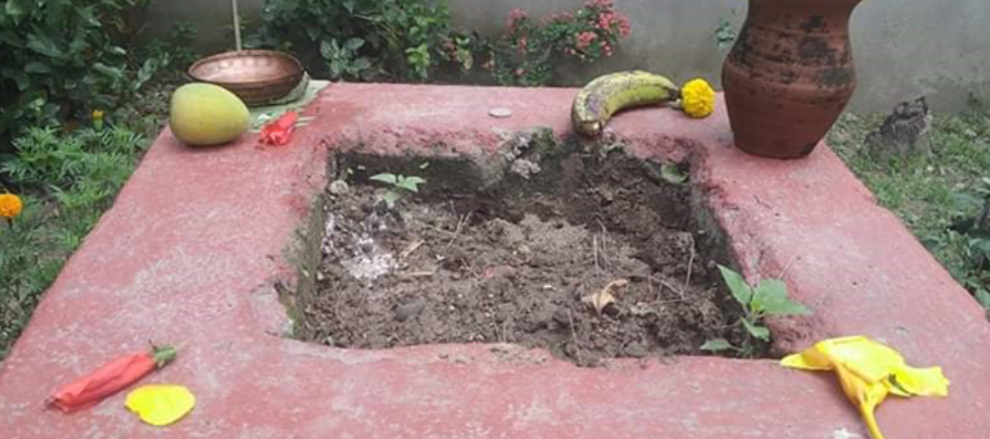 आज आषाढ शुक्ल एकादशी: घरघरमा तुलसीको बिरुवा सारिँदै