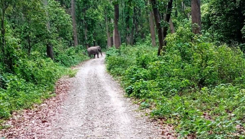 कञ्चनपुरको चुरे फेदीका वन क्षेत्रमा हात्तीको बथान देखिन थाले