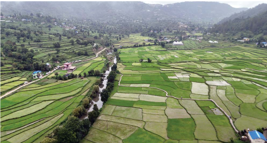सुदूरपश्चिममा त्रियानब्बे प्रतिशत रोपाइँ