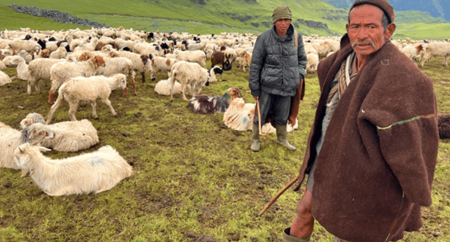 भेडी गोठाला भन्छन्– सरकारबाट केही पनि सहयोग पाइएन