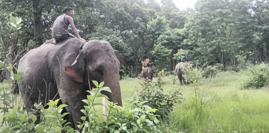 हात्ती परिचालन गरेर बाघको खोजी