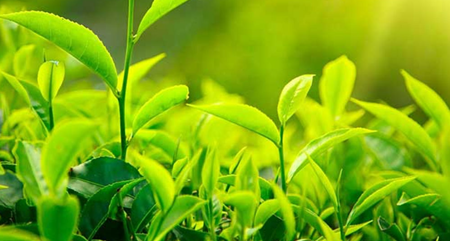 पूर्वीनाकाबाट  एक अर्ब ३७ करोडको चिया निर्यात