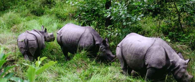 चितवनमा बस्ती पसेको गैँडालाई स्थानान्तरण गरियो
