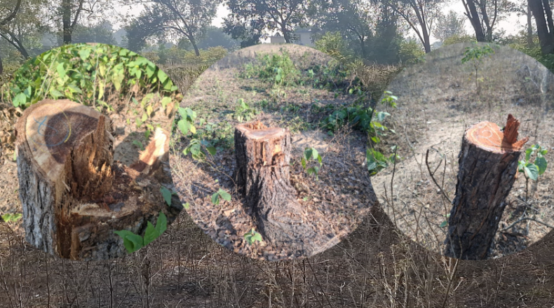 कञ्चनपुरको गौरीघाट सामुदायिक वनमा  अवैध रुख कटान