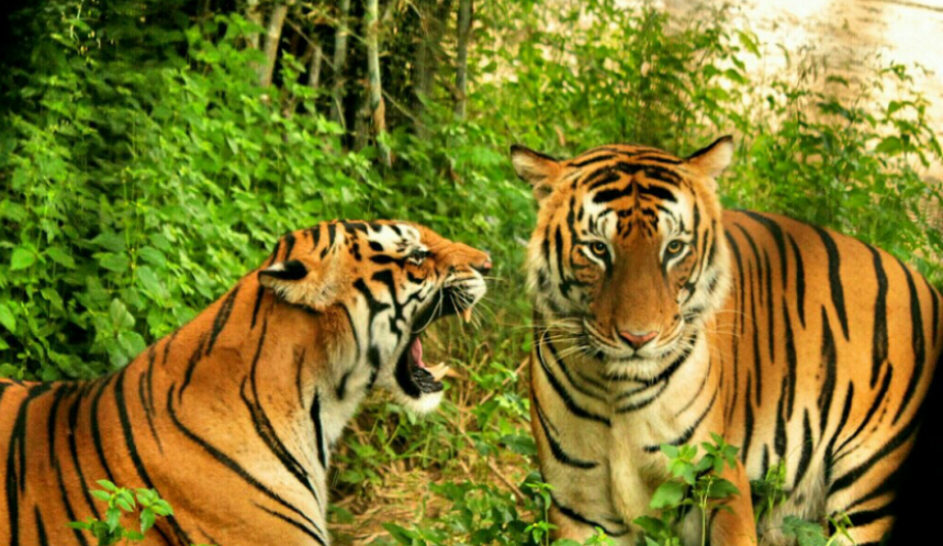 एघार सय अत्याधुनिक क्यामेराबाट बाघ गणना गरिँदै