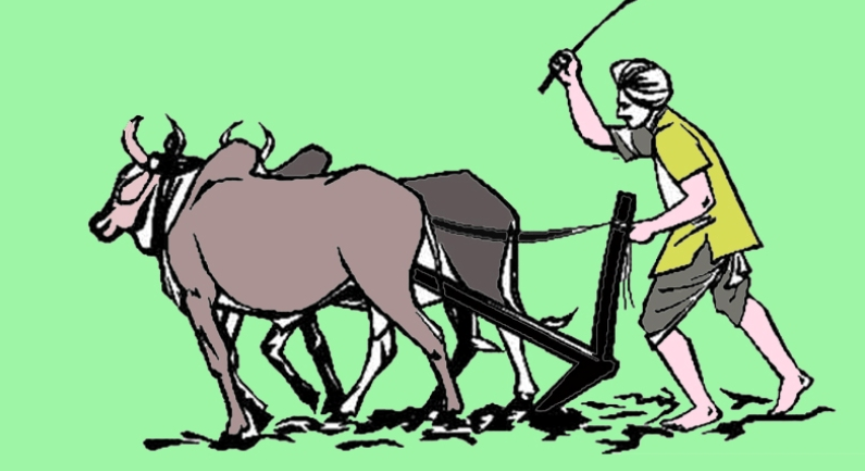 गोरु पाल्ने किसानलाई प्रोत्साहन रकम वितरण गरिँदै