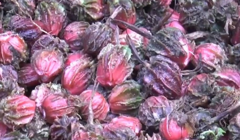 एउटै गाउँमा अलैँची बेचेर सवा करोड आम्दानी