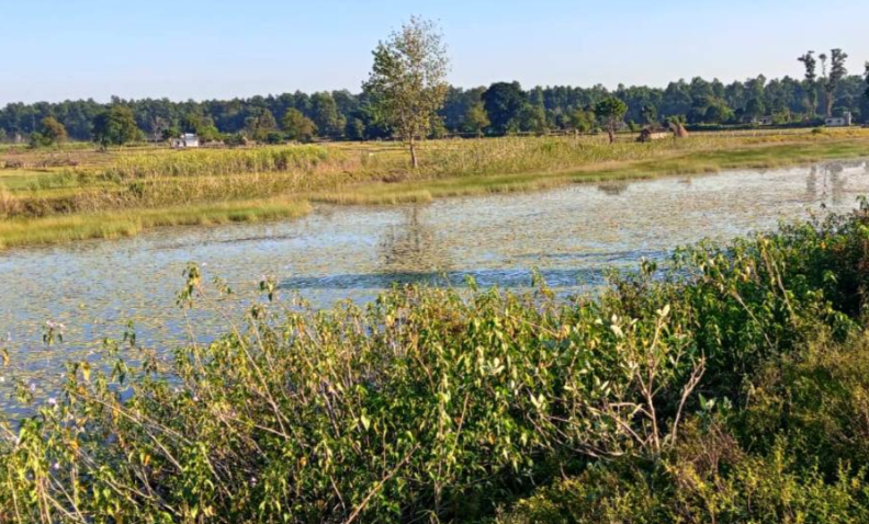 बाइस बिघाको गडबिजुला ताल पाँच बिघामा खुम्चियो