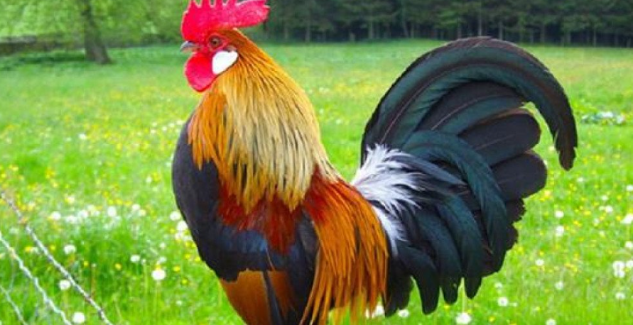 कुखुराको भालेलाई ‘अप्रेसन’ गरेर बधिया बनाइँदै