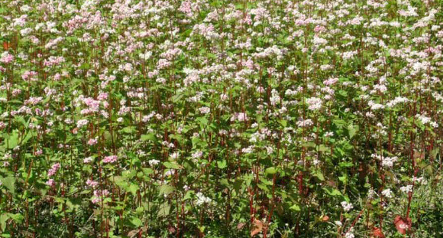 बाँझो जमिन उपयोग गरेर फलाइयो तिते फापर