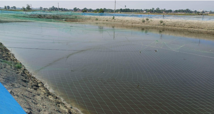 माछा पालनबाट मनग्य आम्दानी गर्दै कृषक चौधरी