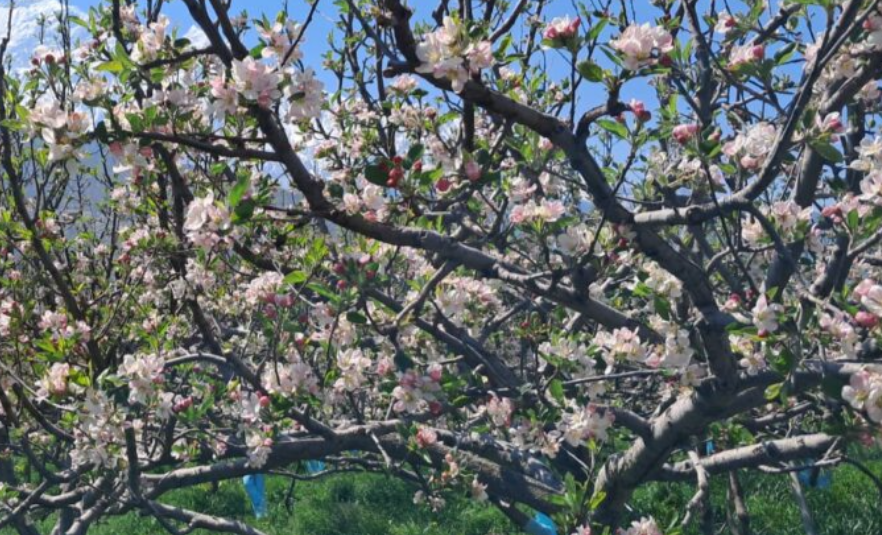 स्याउका बोट सेताम्मे,  किसान खुसी