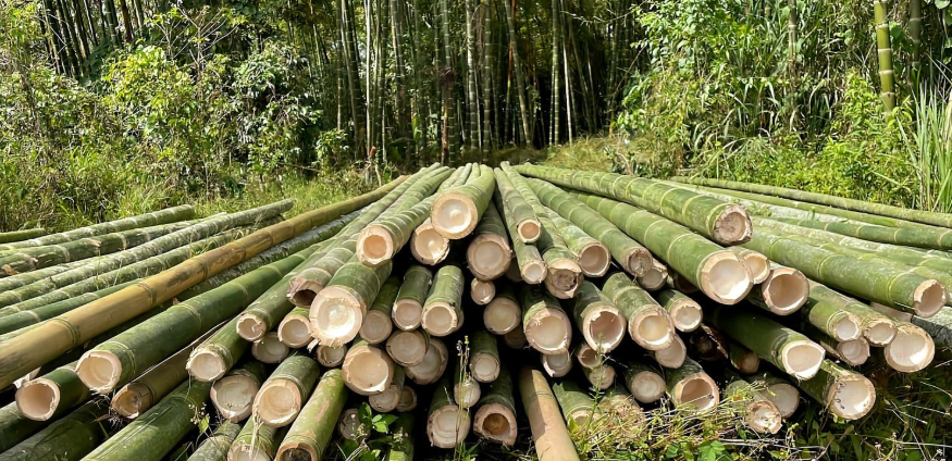 लाखौँ आम्दानी दिने बेत बाँस : बजारमा उच्च माग, तर कामदार पाउनै मुस्किल