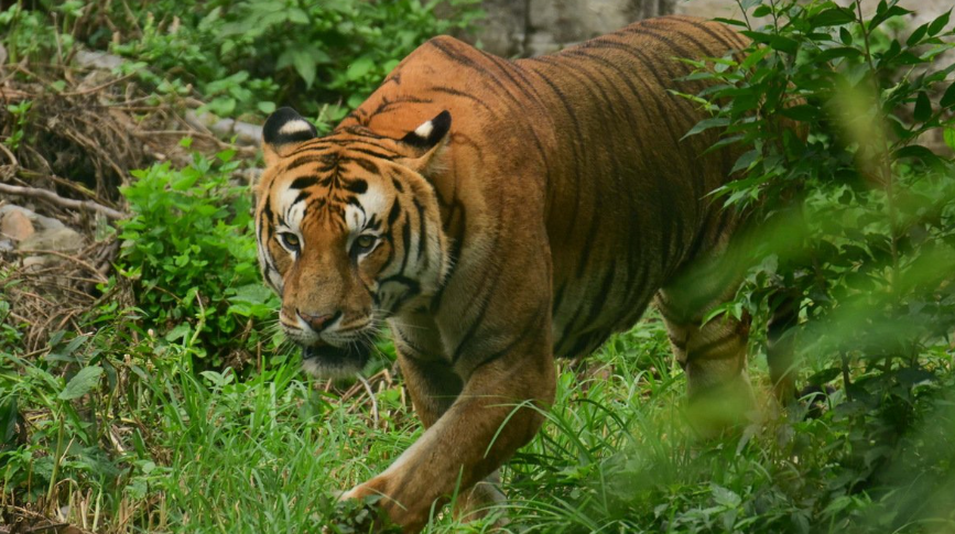 कञ्चनपुरमा बाघको आक्रमण: चार जना घाइते