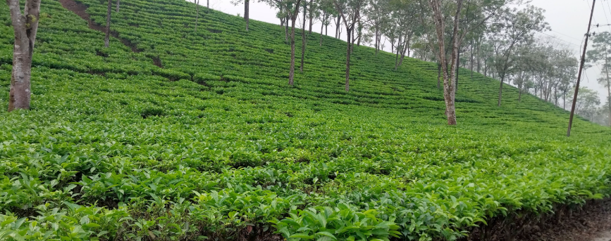 चिया उद्योग बन्द गर्ने घोषणा
