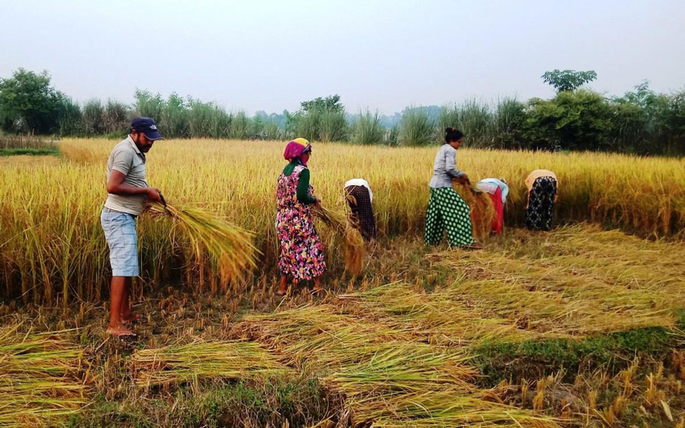 मौसम प्रतिकूलताबिच धमाधम धान काटिँदै