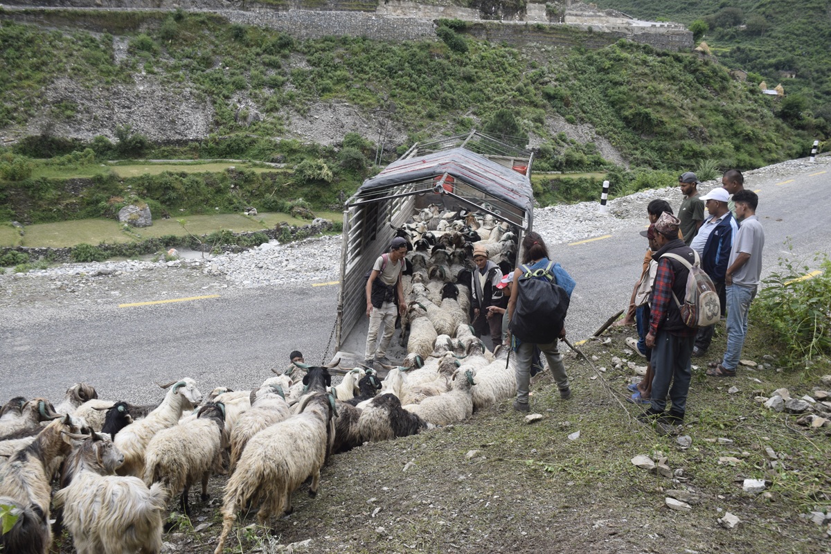 शहरको स्वादका लागि छुट्छ हिमालको दशैँ–तिहार